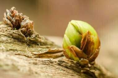 Connaissez-vous la Gemmothérapie 