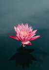 Fleur de lotus rose symbolisant la ménopause en santé publique