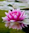 Fleur de lotus rose symbole de sérénité et soutien féminin