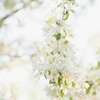 arbre en fleurs blanches symbolisant sérénité et nature