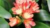Clivia fleurie symbolisant la renaissance des émotions