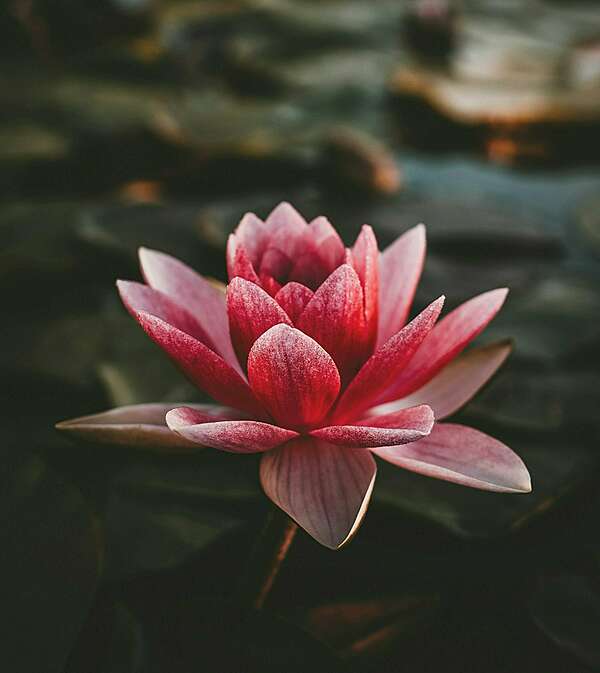 Comment gérer un projet avec les Fleurs de Bach - 2ème partie : la mise en oeuvre du projet