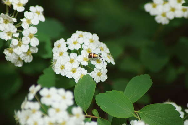 Préserver la biodiversité lors des opérations de rénovation