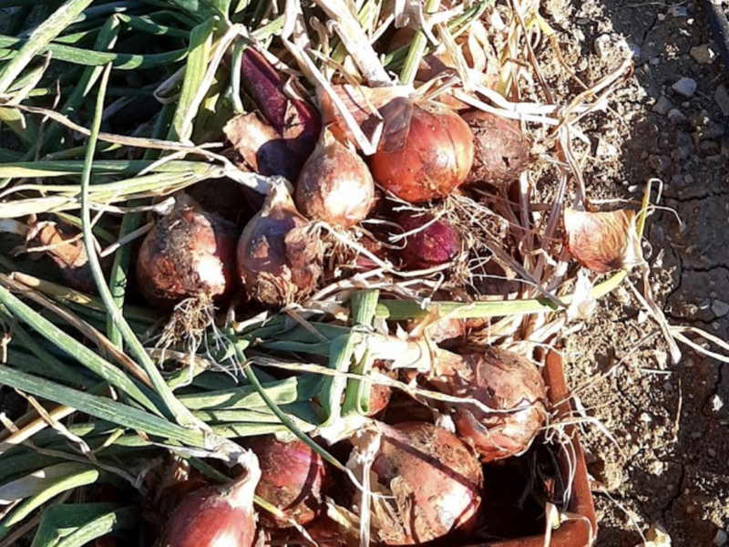 capture_d_ecran_2023-04-18_a_12-34-16