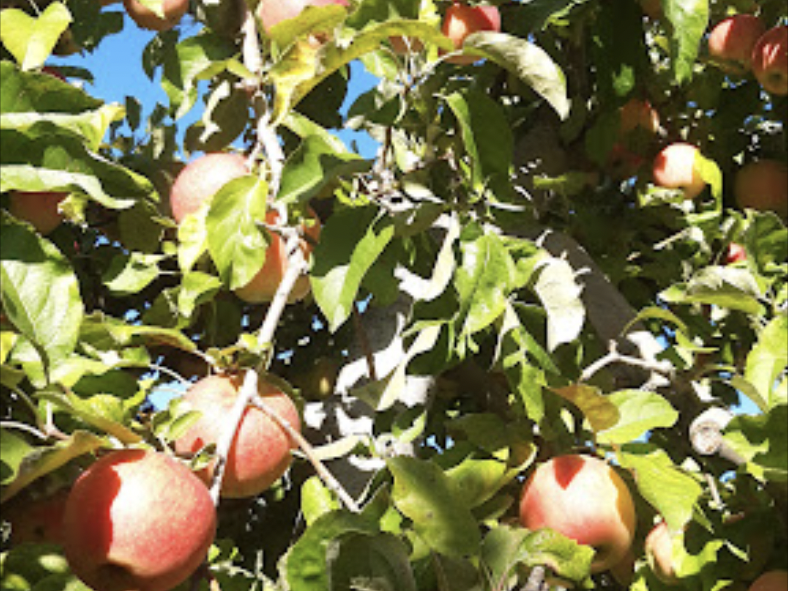 capture_d_ecran_2023-04-18_a_12-39-30