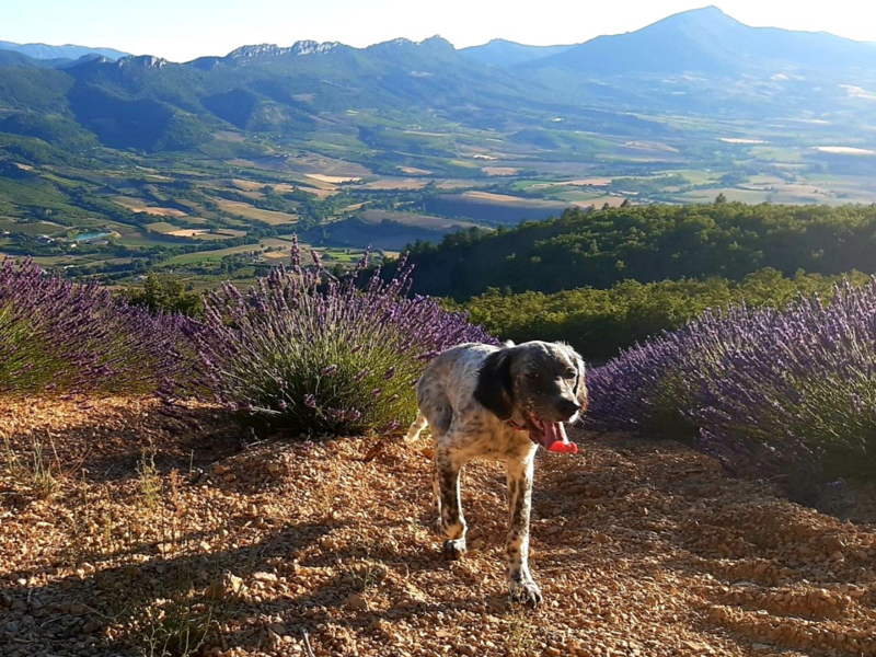 capture_d_ecran_2023-04-18_a_12-36-0820230418-2959123-ol0w53