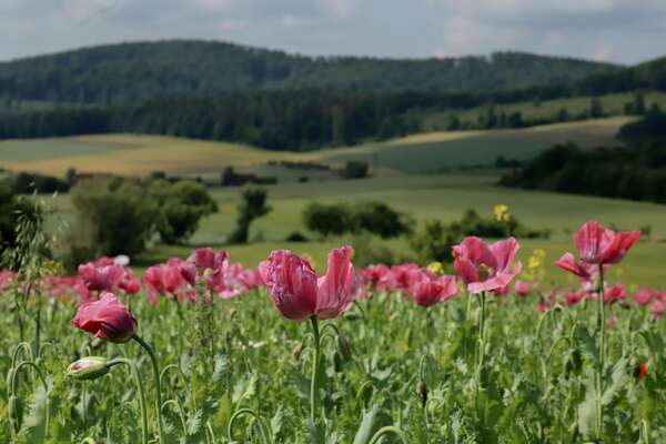 Souveraineté Intérieure