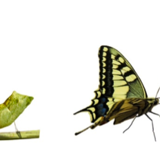 Conseil en gestion du travail