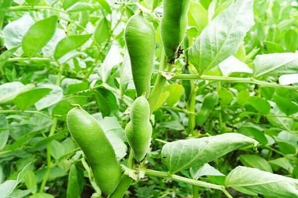 Bactériose vasculaire du haricot : prévenir et guérir