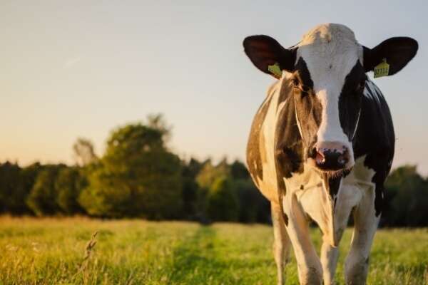 Agriculture : le point sur les mesures d’aide