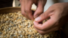 grains de café