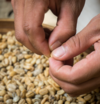 grains de café