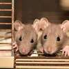 rats
