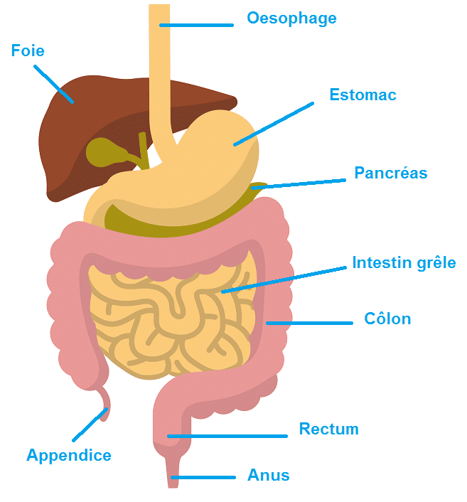 Partie De L Intestin Le plasma de Quinton et ses bienfaits | Blog