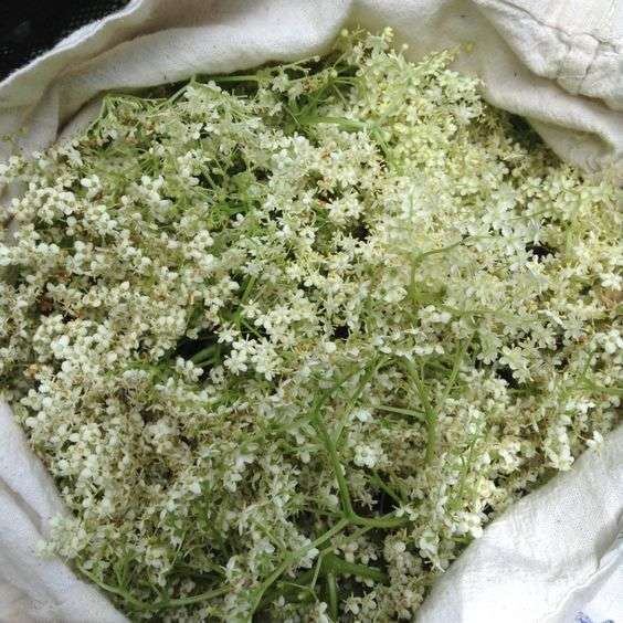 Sureau noir - l'arbuste des légendes et notre ami de santé