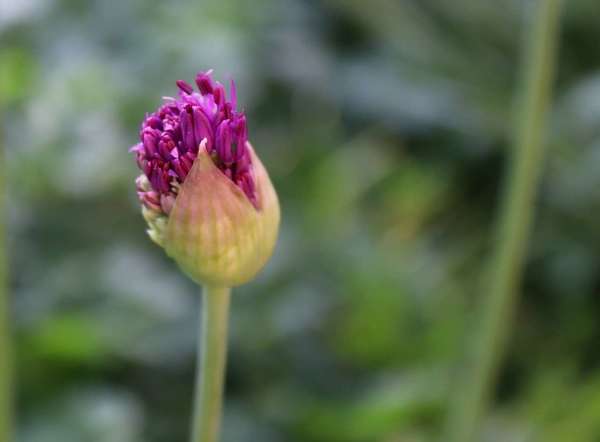 LA PHYTEMBRYOTHERAPIE :