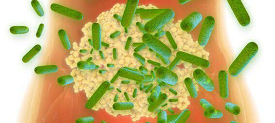 Un serious game sur « Microbiote, alimentation et santé »