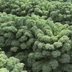 Je vous propose de  découvrir : le chou kale 