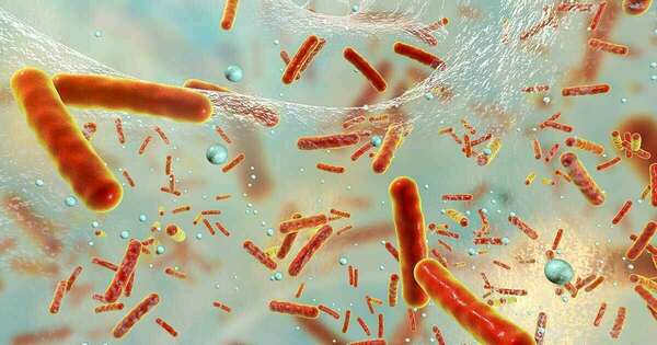 Comment le microbiote règne en maître sur notre poids