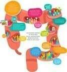 Les fibres, nos amies pour la vie.