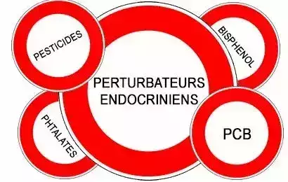 Prise de poids, SOPK, endométriose : le rôle méconnu des perturbateurs endocriniens