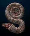 Ammonite, Anne Messager, litho-énergie, Finistère, Carantec