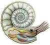 Structure interne ammonite, Anne Messager, litho-énergéticienne, Carantec