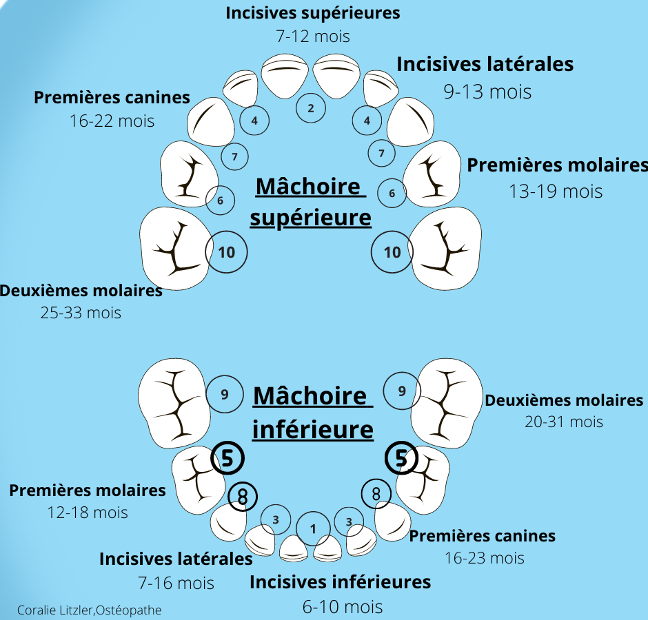 Brosse à Dents Chien, Soins Dentaires Aux Chiots Jouet à Mâcher Pour