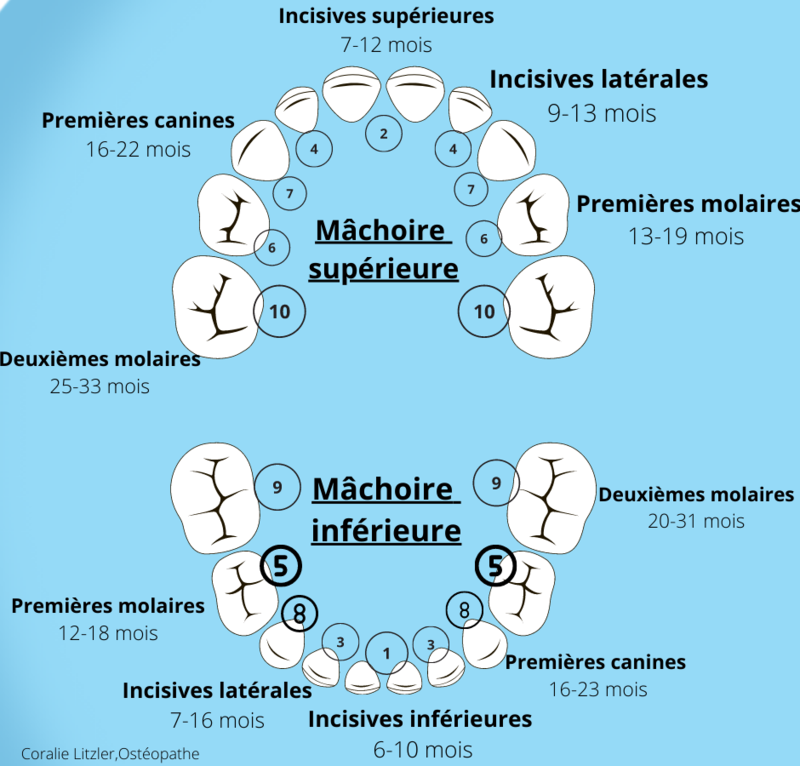 Nourrisson et poussées dentaires Blog