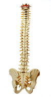 colonne vertébrale equitation Osteopathe versailles