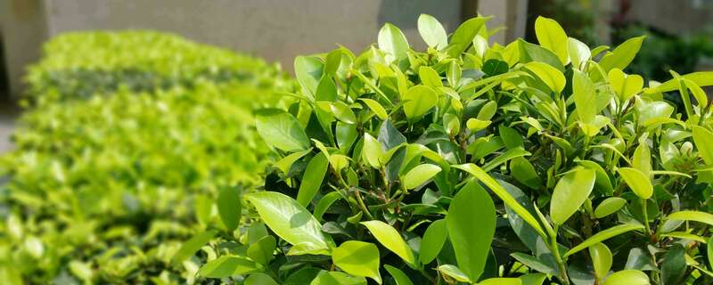 La taille de vos arbustes