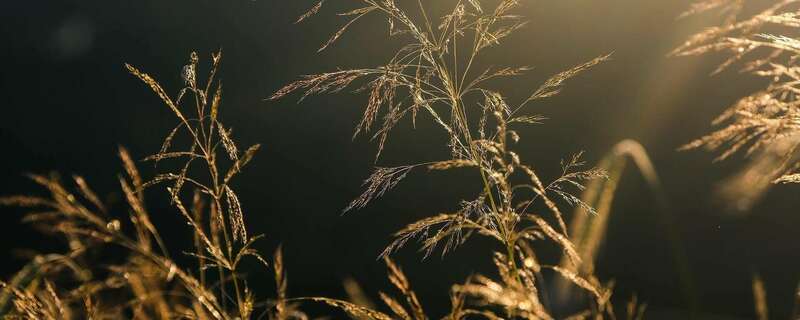 Le désherbage, binage et bêchage