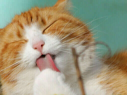 cd11d7f64b5e4f5eb14da9279176b24f