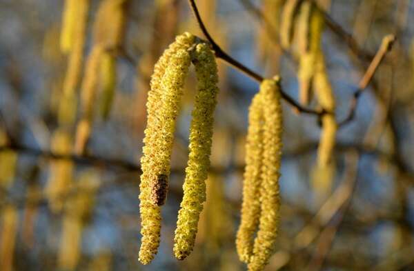 Allergies saisonnières : Conseils et solutions naturelles pour mieux vivre le printemps
