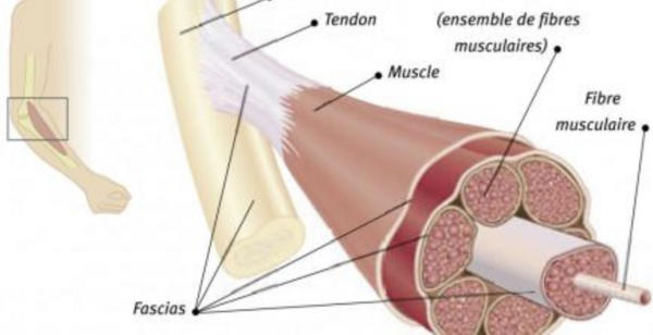 Fascia et médecine chinoise : découvrez notre approche unique en France