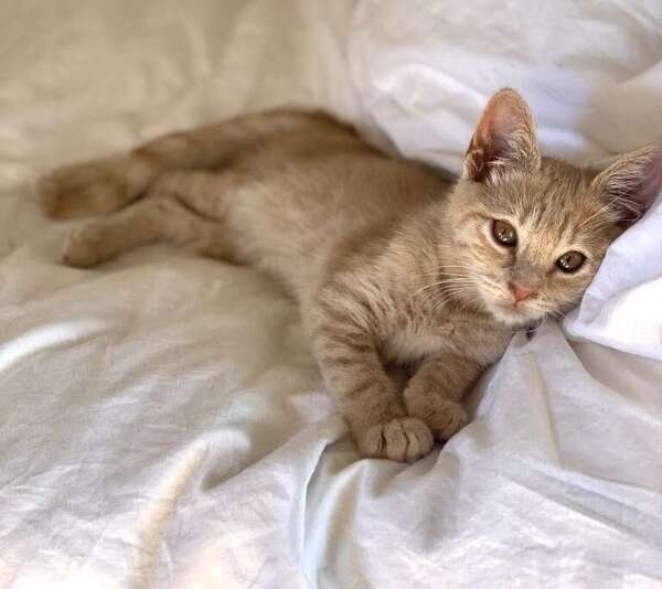 Les soins vétérinaires à la maison: ce qu'il faut savoir!