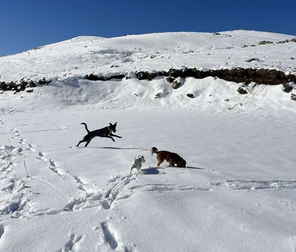 Protéger son animal en hiver : conseils vétérinaires pour une saison en toute sécurité