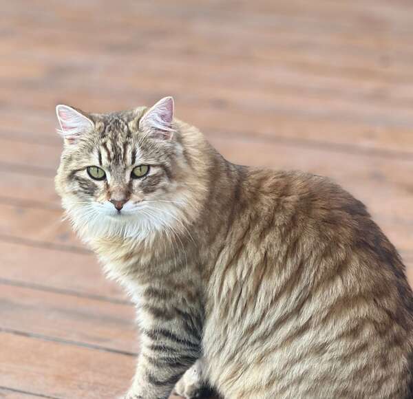 Dois-je faire stériliser mon chat ? Tout savoir sur la castration !