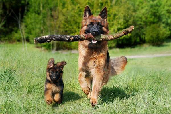 La leishmaniose: comment protéger son chien ?