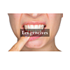 les gencives