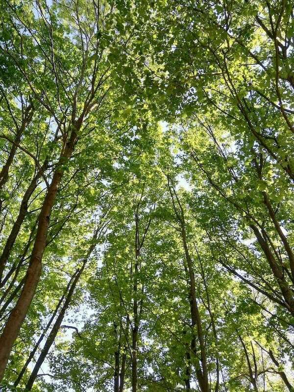 Méditation avec la nature