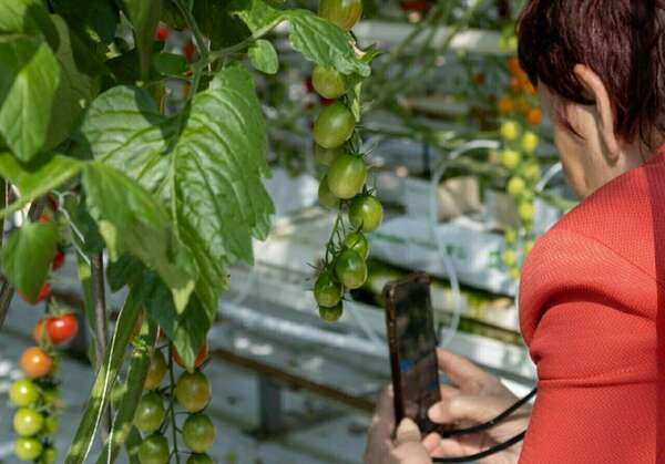 Savéol, des tomates bretonnes sans pesticides !