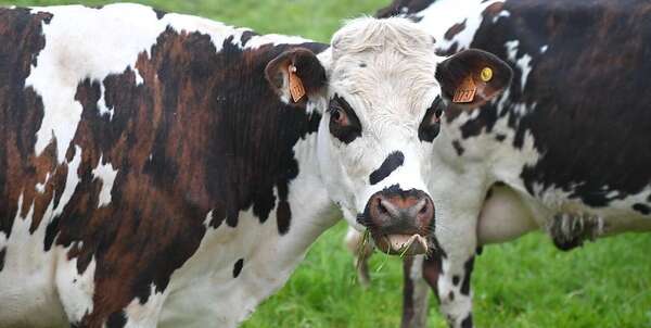 Mission flash sur "la gestion et la prévention des crises sanitaires dans les élevages", notamment la DNC