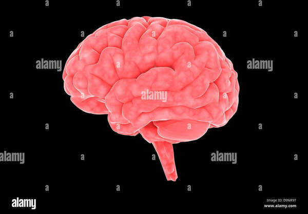 Comment freiner le vieillessement du cerveau?