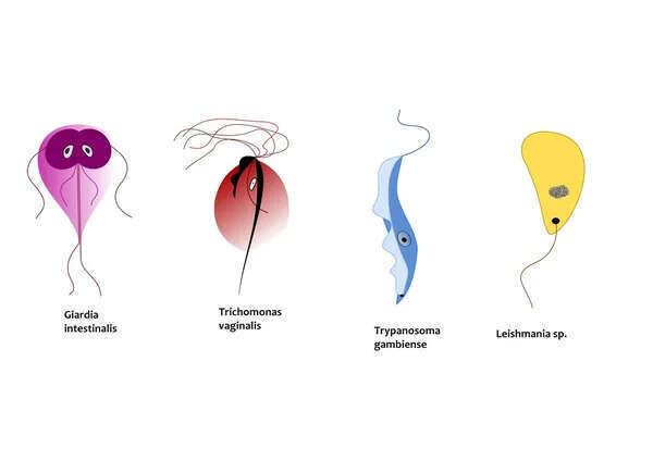 LA PARASITOSE