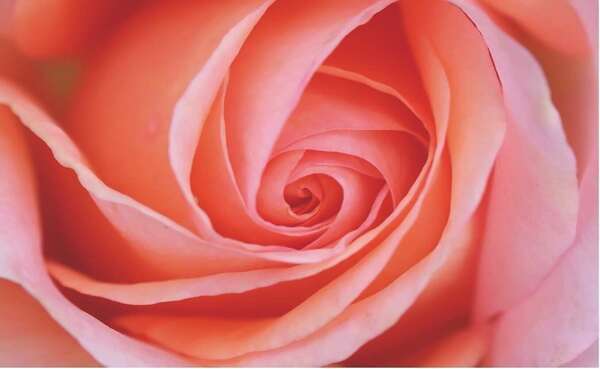 Quels sont les différents types de cuirasses ?