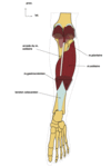 Description anatomique du muscle soléaire