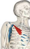 anatomie du petit pectoral en 3d