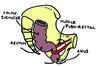 dessin anatomique du bassin avec muscle pubo-rectal et colon puis anus