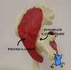 anatomie de la hanche